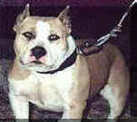 RAZORS EDGE TEQUILLA SUNRISE